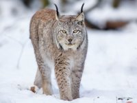 В Седяше рысь напала на собаку, но ее хозяйка смогла справиться с хищником.