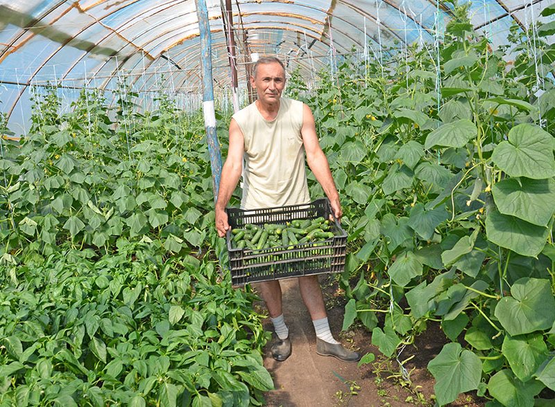 Парник для помидоров и огурцов. Теплица с огурцами. Теплица с помидорами. Огурцы и помидоры в теплице. Теплица с томатами и огурцами.