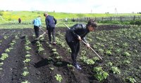 Караидельский школьники вырастили хороший урожай картофеля
