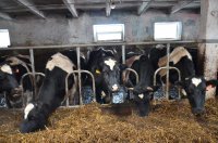 Почему в ООО " ФХ Артакульское" коров доят три раза в сутки?