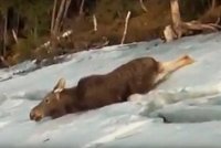 Караидельские охотоведы во время рейда спасли лосиху