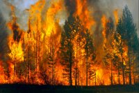 В Башкирии с начала сезона по вине людей произошло 93 лесных пожара