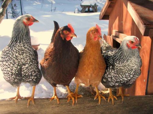 Грозит ли Башкирии птичий грипп: ГИБДД и ветеринарная служба контролируют транспортировку мяса и животных