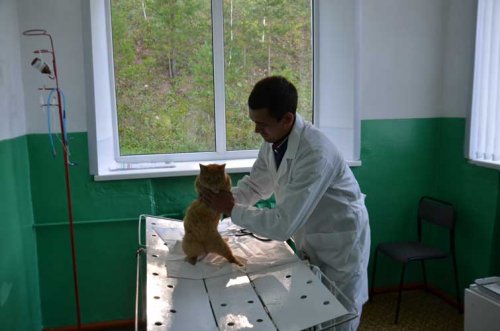 31 августа - День ветеринарного работника