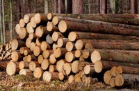 Минлесхоз Башкирии выставил 89 лотов по закупке древесины
