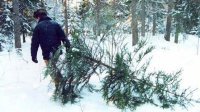 Жители Башкирии могут пожаловаться на незаконную рубку хвойных деревьев