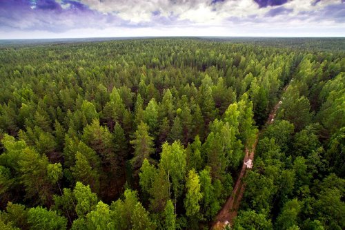 Предприниматель из нашего района обвиняется в совершении незаконной рубки деревьев с суммой ущерба в размере 1 млн 800 тыс. руб.