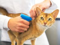 В Башкирии в 2019 году начнут чипировать домашних кошек и собак